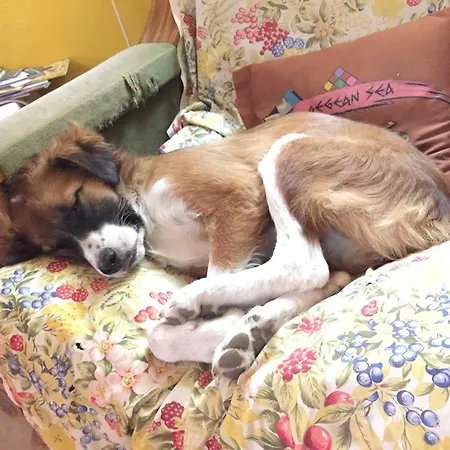 Mi Casa Es Tu Casa - Backpackers Albergue *