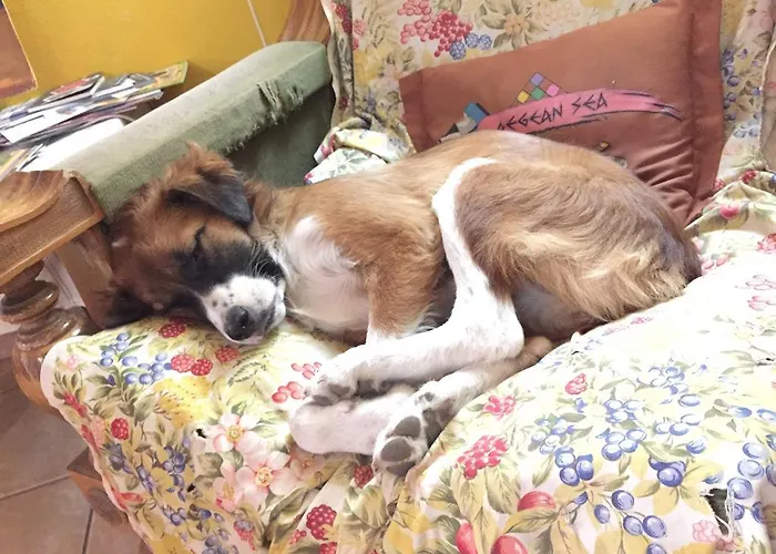 Mi Casa Es Tu Casa - Backpackers Hostel *